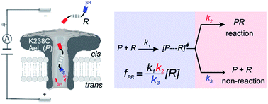 Graphical abstract: Profiling single-molecule reaction kinetics under nanopore confinement