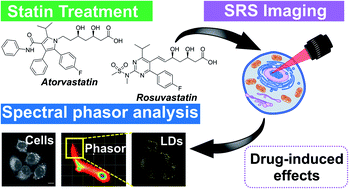 Graphical abstract: Stimulated Raman scattering microscopy with spectral phasor analysis: applications in assessing drug–cell interactions