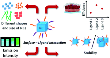 Graphical abstract: The impact of ligands on the synthesis and application of metal halide perovskite nanocrystals