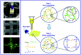 Graphical abstract: 3D bioprinting of dual-crosslinked nanocellulose hydrogels for tissue engineering applications