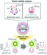 Graphical abstract: Kinetic stability modulation of polymeric nanoparticles for enhanced detection of influenza virus via penetration of viral fusion peptides
