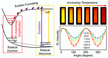 Graphical abstract: Exciton funneling amplified photoluminescence anisotropy in organic radical-doped microcrystals