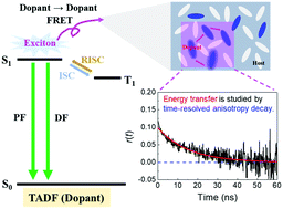 Graphical abstract: Exciton energy transfer and bi-exciton annihilation in the emitting layers of thermally activated delayed fluorescence-based OLEDs