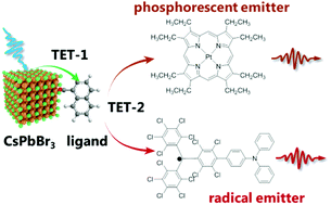 Graphical abstract: Sensitizing phosphorescent and radical emitters via triplet energy translation from CsPbBr3 nanocrystals