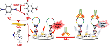 Graphical abstract: Covalent organic framework linked with amination luminol derivative as enhanced ECL luminophore for ultrasensitive analysis of cytochrome c