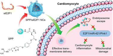 Graphical abstract: Spherical α-helical polypeptide-mediated E2F1 silencing against myocardial ischemia-reperfusion injury (MIRI)