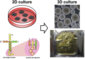 Graphical abstract: Development of substrates for the culture of human pluripotent stem cells