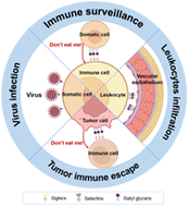 Graphical abstract: Multivalent sialic acid materials for biomedical applications