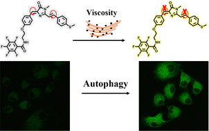 Graphical abstract: An endoplasmic reticulum targeting green fluorescent protein chromophore-based probe for the detection of viscosity
