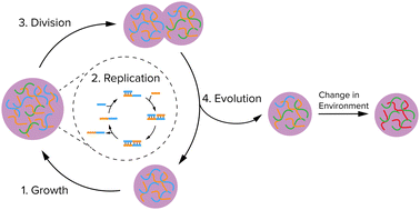 Graphical abstract: Growth, replication and division enable evolution of coacervate protocells