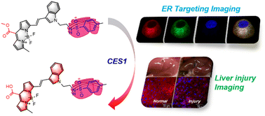Graphical abstract: Rational design of a NIR fluorescent probe for carboxylesterase 1 detection during endoplasmic reticulum stress and drug-induced acute liver injury
