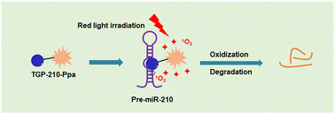 Graphical abstract: Bifunctional chimera for ligand-directed photo-degradation of oncogenic microRNA