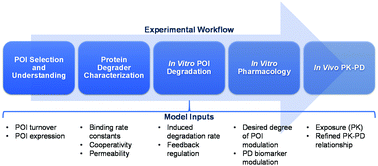 Graphical abstract: Translational PK–PD for targeted protein degradation