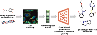 Graphical abstract: Cell morphology-guided de novo hit design by conditioning GANs on phenotypic image features