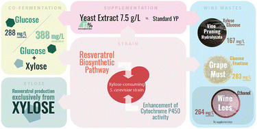 Graphical abstract: Valorisation of wine wastes by de novo biosynthesis of resveratrol using a recombinant xylose-consuming industrial Saccharomyces cerevisiae strain