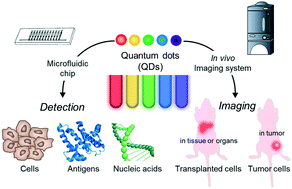 Graphical abstract: Micro-/nano-fluidic devices and in vivo fluorescence imaging based on quantum dots for cytologic diagnosis
