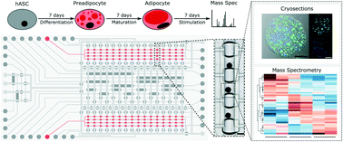 Graphical abstract: Adipose microtissue-on-chip: a 3D cell culture platform for differentiation, stimulation, and proteomic analysis of human adipocytes