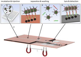 Graphical abstract: Miniaturized sensor for electroanalytical and electrochemiluminescent detection of pathogens enabled through laser-induced graphene electrodes embedded in microfluidic channels