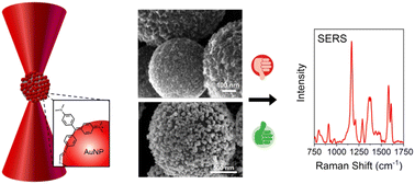 Graphical abstract: Microsphere-supported gold nanoparticles for SERS detection of malachite green
