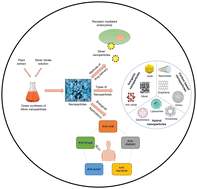 Graphical abstract: Green synthesis of silver nanoparticles: methods, biological applications, delivery and toxicity
