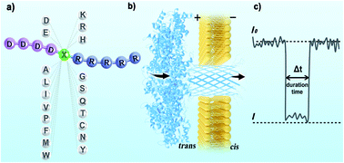 Graphical abstract: Aerolysin nanopore-based identification of proteinogenic amino acids using a bipolar peptide probe