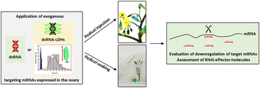 Graphical abstract: Nanovector-mediated exogenous delivery of dsRNA induces silencing of target genes in very young tomato flower buds