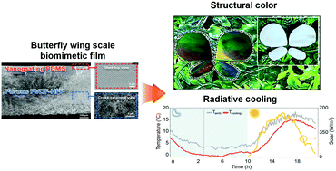 Graphical abstract: Biomimetic reconstruction of butterfly wing scale nanostructures for radiative cooling and structural coloration