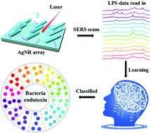 Graphical abstract: Differentiation and classification of bacterial endotoxins based on surface enhanced Raman scattering and advanced machine learning