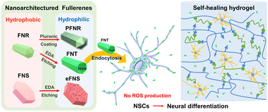 Graphical abstract: Effects of hydrophilic fullerene nanoarchitectured structures on the behaviour of neural stem cells