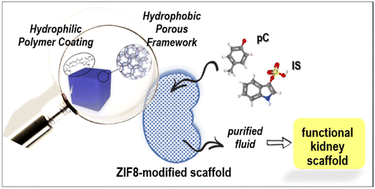 Graphical abstract: Incorporating zeolitic-imidazolate framework-8 nanoparticles into kidney scaffolds: a first step towards innovative renal therapies