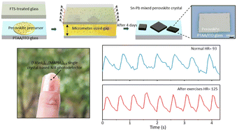 Graphical abstract: Narrow-bandgap Sn–Pb mixed perovskite single crystals for high-performance near-infrared photodetectors