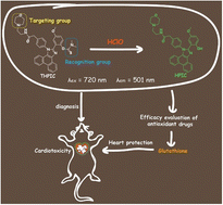 Graphical abstract: Hypochlorous acid-activated two-photon fluorescent probe for evaluation of anticancer drug-induced cardiotoxicity and screening of antioxidant drugs