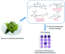 Graphical abstract: Eight new phenolic acids from the leaves of Illicium dunnianum and their osteoprotective activities