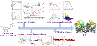 Graphical abstract: Unveiling the inhibitory mechanism of aureusidin targeting xanthine oxidase by multi-spectroscopic methods and molecular simulations