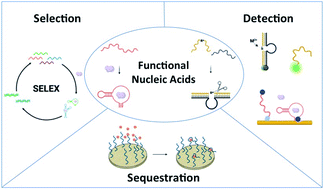 Graphical abstract: Combating small molecule environmental contaminants: detection and sequestration using functional nucleic acids