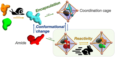 Graphical abstract: Reconstructing reactivity in dynamic host–guest systems at atomistic resolution: amide hydrolysis under confinement in the cavity of a coordination cage