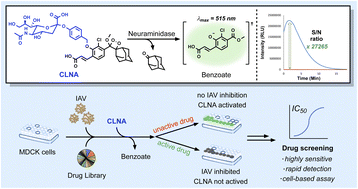 Graphical abstract: Ultrasensitive chemiluminescent neuraminidase probe for rapid screening and identification of small-molecules with antiviral activity against influenza A virus in mammalian cells