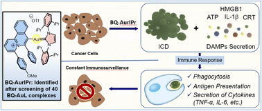 Graphical abstract: BQ-AurIPr: a redox-active anticancer Au(i) complex that induces immunogenic cell death