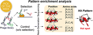 Graphical abstract: Pattern enrichment analysis for phage selection of stapled peptide ligands