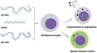 Graphical abstract: Construction of multiphasic membraneless organelles towards spontaneous spatial segregation and directional flow of biochemical reactions