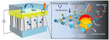 Graphical abstract: Rational design of mesoporous chiral MOFs as reactive pockets in nanochannels for enzyme-free identification of monosaccharide enantiomers