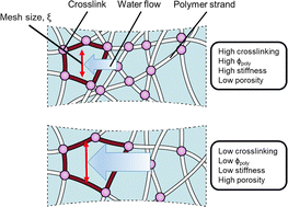 Graphical abstract: Quantifying the trade-off between stiffness and permeability in hydrogels