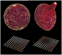 Graphical abstract: Tuneable defect-curvature coupling and topological transitions in active shells