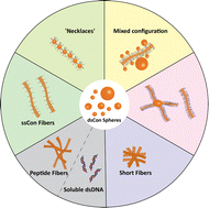 Graphical abstract: Dynamic exchange controls the assembly structure of nucleic-acid-peptide chimeras