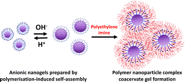Graphical abstract: Preparation of polymer nanoparticle-based complex coacervate hydrogels using polymerisation-induced self-assembly derived nanogels
