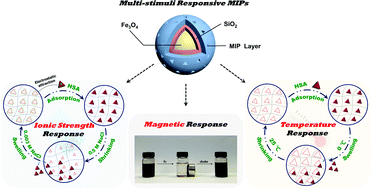 Graphical abstract: Multi-stimuli responsive molecularly imprinted nanoparticles with tailorable affinity for modulated specific recognition of human serum albumin