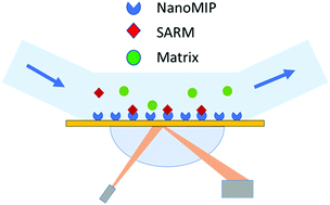 Graphical abstract: Detection of selective androgen receptor modulators (SARMs) in serum using a molecularly imprinted nanoparticle surface plasmon resonance sensor