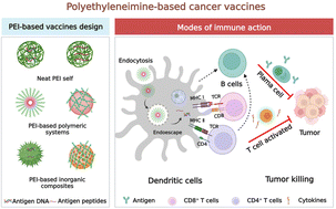 Graphical abstract: Polyethyleneimine-based immunoadjuvants for designing cancer vaccines