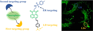 Graphical abstract: A dual-targeting fluorescent probe for simultaneous and discriminative visualization of lipid droplets and endoplasmic reticulum