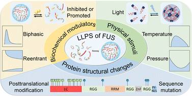 Graphical abstract: Modulating liquid–liquid phase separation of FUS: mechanisms and strategies